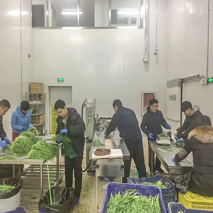 广东佛山森华川番薯包装机设备图2
