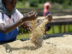 咖啡行业加强土地监管以符合欧盟新的森林砍伐规定