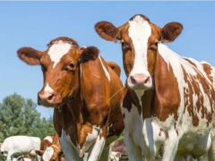 坦桑尼亚蒂塞扎地区农业、畜牧业发展机遇