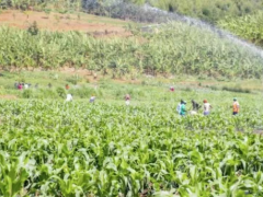 卢旺达政府计划大力推动灌溉工程以增强粮食安全